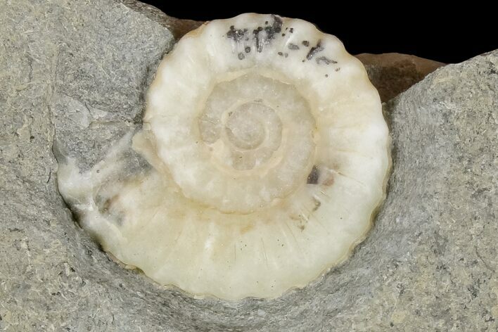 Ammonite (Promicroceras) Fossil - Lyme Regis #166643